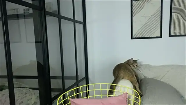 WonderMira online show from November 14, 11:14 am