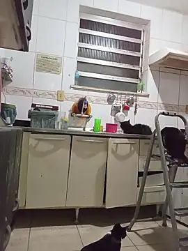 dinho carioca online show from March 26, 4:00 am