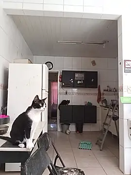 dinho carioca online show from February 13, 12:16 pm