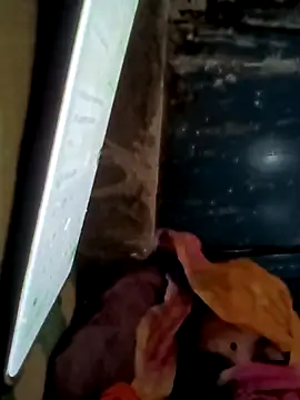 Payal950 online show from November 16, 1:43 am