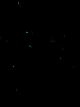 MODEST11 MMiILOO AMARO online show from February 13, 11:38 pm