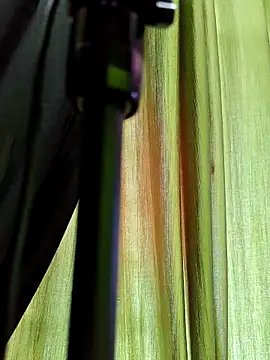 chocolate alone online show from November 10, 6:51 am