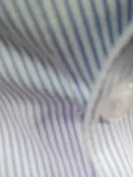 bingxin- online show from December 19, 5:21 am