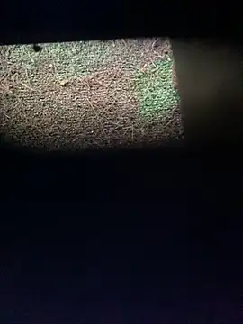 Adele Pinkk online show from November 12, 12:20 pm