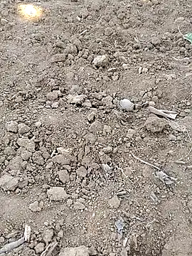 Shreyaaa 1 online show from November 8, 9:02 am