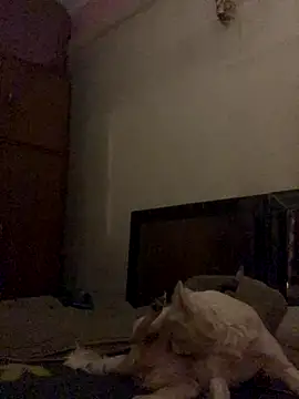 Kajal-Shemale69 online show from December 16, 11:25 am