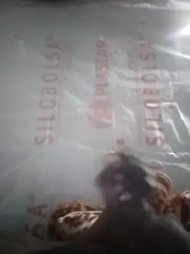 Kaygsy online show from December 17, 6:57 pm