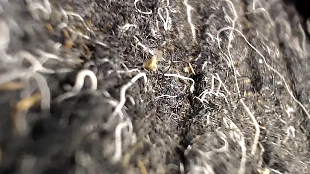 BiglovelyXXL online show from April 2, 3:46 am