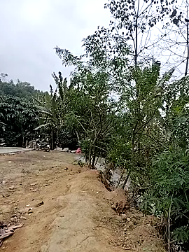 Tin tanny online show from February 6, 12:39 am