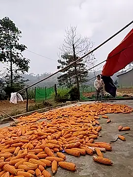 Tin tanny online show from November 24, 2:11 am