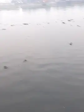 Bangladeshi Big male online show from December 2, 11:12 am