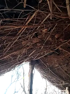 Snapshot of Janvi_Jaitly chatting on December 5, 1:27 am Janvi Jaitly online show from December 5, 1:27 am