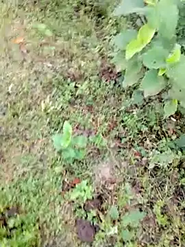 bigdaddyboy46 online show from September 9, 1:27 am