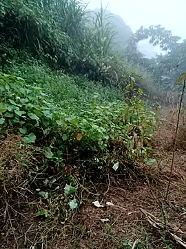 kemtuoi-sex online show from October 31, 8:33 am