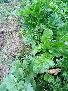 kemtuoi-sex online show from February 22, 10:17 am