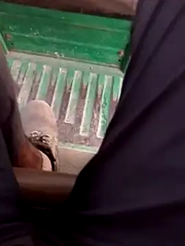 haryanaboypanipat12 online show from April 17, 12:52 pm