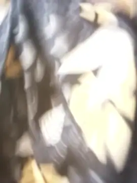 sanaya 3 online show from November 9, 2:15 am