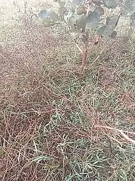 Snapshot of AgitatedStrip9 chatting on November 4, 1:53 am AgitatedStrip9 online show from November 4, 1:53 am