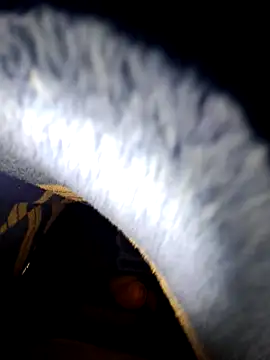 Snapshot of TNestorT chatting on November 27, 5:19 am TNestorT online show from November 27, 5:19 am