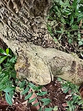 telugumodda4396 online show from October 23, 6:34 am