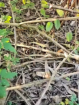 telugumodda4396 online show from October 21, 1:05 am