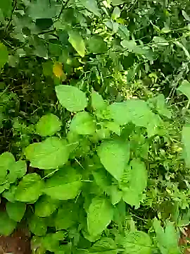 telugumodda4396 online show from October 25, 5:50 am