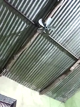 Haliya88 online show from November 8, 11:08 pm