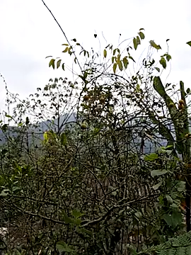 xuxulovezz online show from January 8, 1:00 am