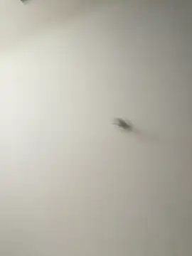 Dania Oconor online show from January 6, 10:14 pm