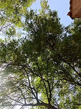 Rs sonam online show from April 13, 9:13 am