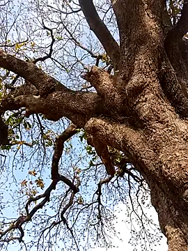 Rs sonam online show from April 4, 10:55 am