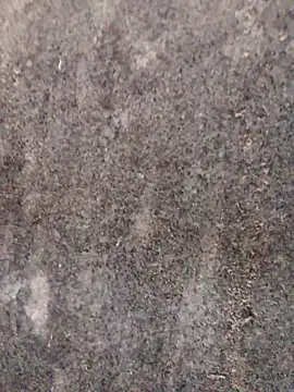 nagepalli online show from November 29, 3:28 am