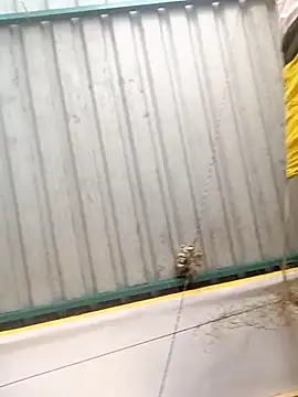 harinisree online show from October 31, 5:37 am