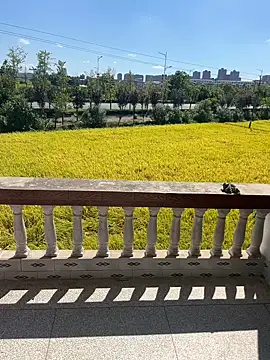 dachui 168 online show from October 6, 3:29 am