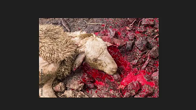 Playful Lia online show from April 12, 2:04 am