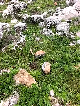 Sert erkek21 ysm online show from March 26, 1:20 pm