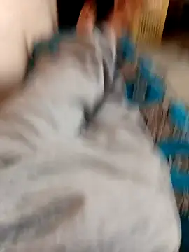 Snapshot of latarak321 chatting on October 12, 3:35 pm latarak321 online show from October 12, 3:35 pm