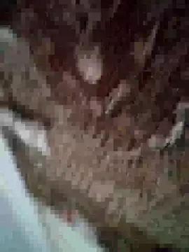 Snapshot of MilaCold5443 chatting on December 1, 6:53 pm MilaCold5443 online show from December 1, 6:53 pm