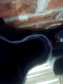 Rajni chauhan online show from November 1, 4:45 pm