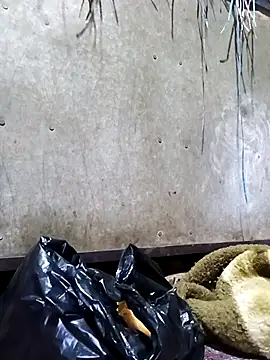 Hot cauple indian online show from February 17, 8:06 pm