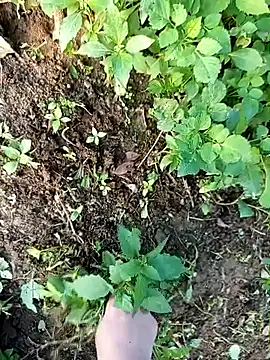 Snapshot of Fish_yellow chatting on December 14, 9:48 am Fish yellow online show from December 14, 9:48 am