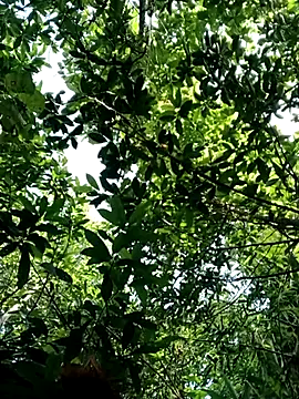 Snapshot of Bear_bear0 chatting on October 28, 1:50 am Bear bear0 online show from October 28, 1:50 am