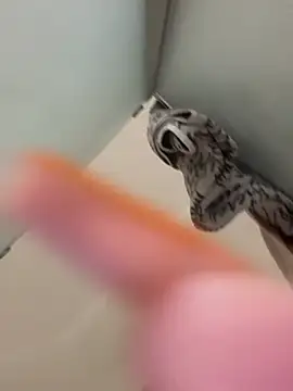 gatitalocahot online show from April 2, 7:31 pm