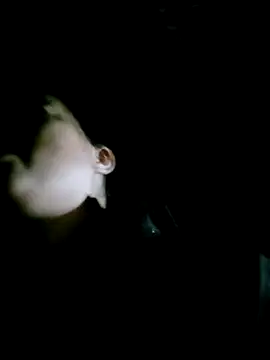 Noelle-e online show from February 14, 12:16 pm