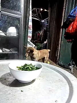 doggy-00 online show from June 10, 11:06 pm