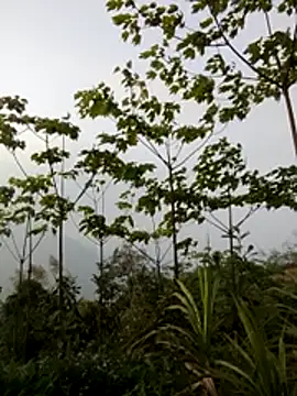 doggy-00 online show from March 20, 10:05 am