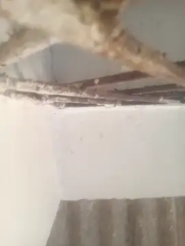 Pallu Asha online show from March 17, 1:30 am