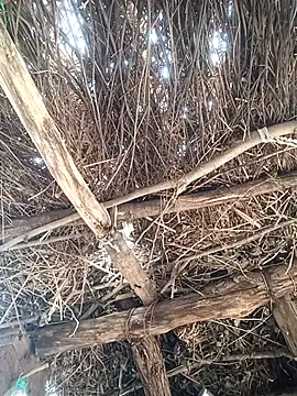 Chinki pande online show from December 1, 7:09 am