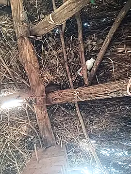 Chinki pande online show from December 2, 8:49 am