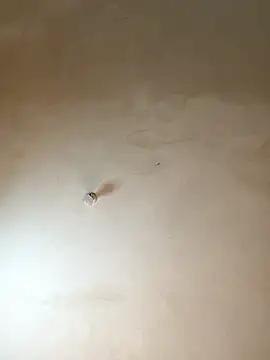 NiaLong21  online show from January 17, 9:57 am